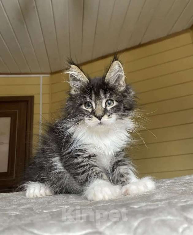 Кошки в других городах Московской области: Мейн-кун полидакт мальчишка🔥 Мальчик, 80 000 руб. - фото 2