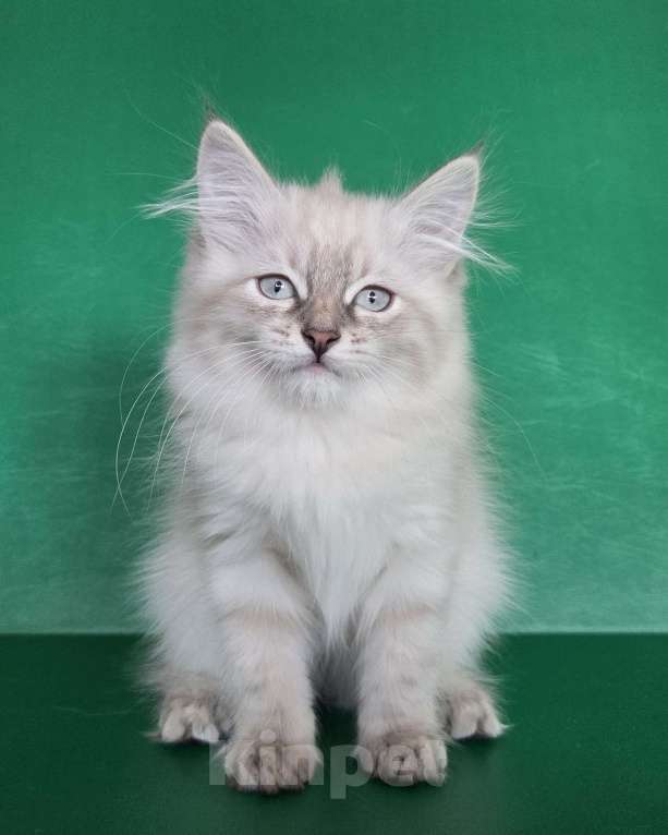 Кошки в Воронеже: Невские маскарадные котята Девочка, 40 000 руб. - фото 7