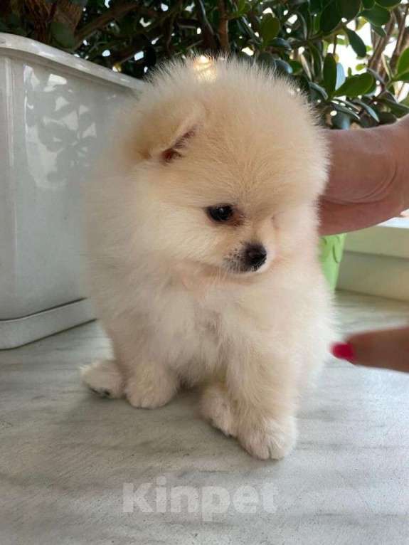 Собаки в Екатеринбурге: шпицемишки Девочка, 65 000 руб. - фото 2