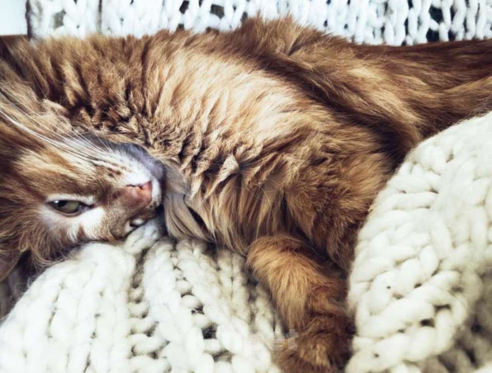 Кошки в Москве: Кошка Девочка, Бесплатно - фото 1