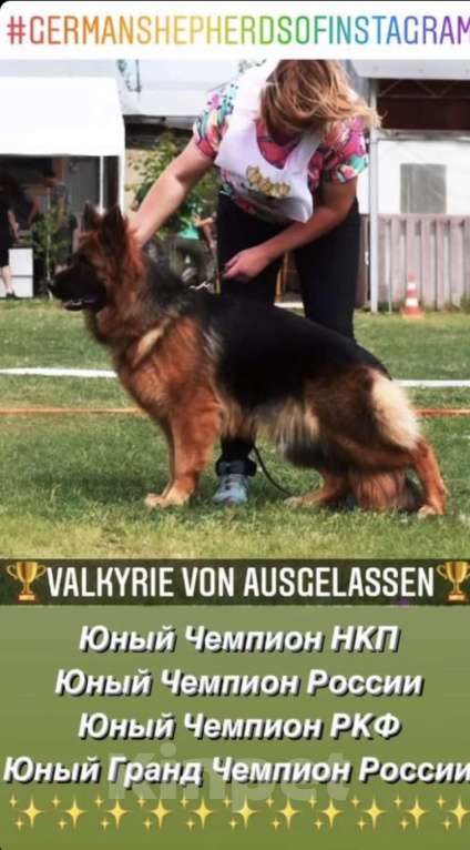 Собаки в Балашихе: шикарные щенки немецкой овчарки (д/ш) Мальчик, 70 000 руб. - фото 1