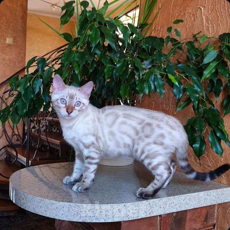 Кошки в Москве: Снежный бенгальский мальчик  Мальчик, 65 000 руб. - фото 2