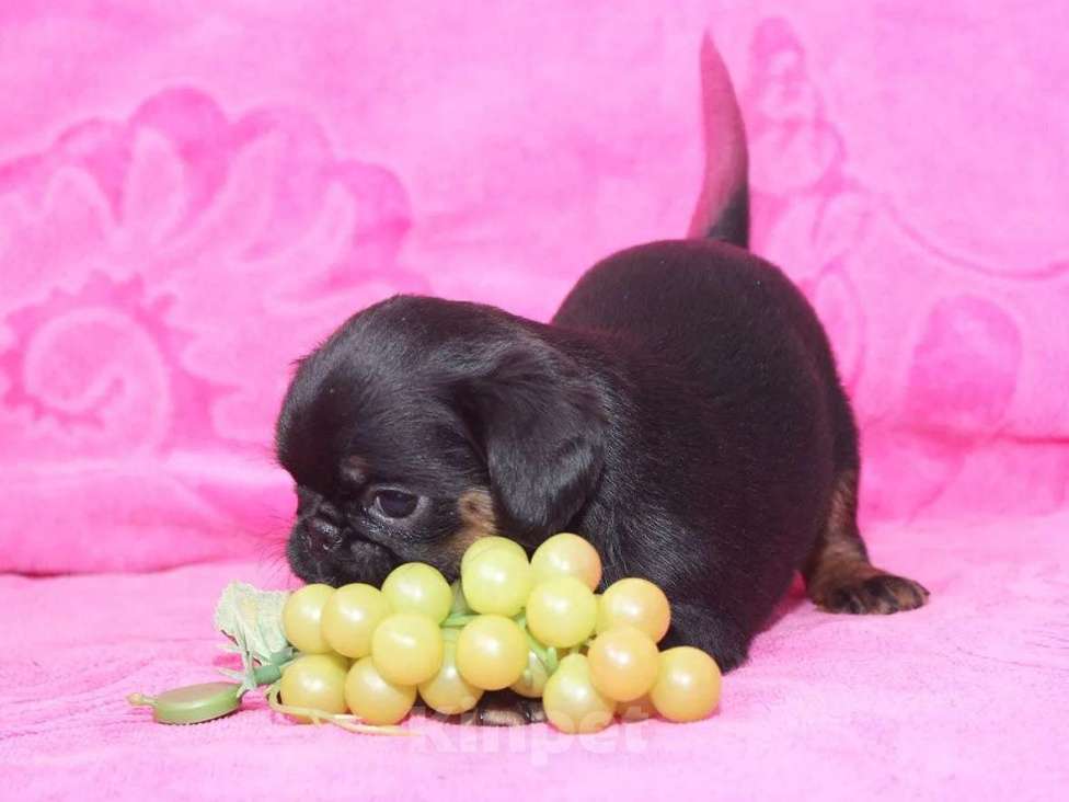 Собаки в Санкт-Петербурге: Шалунья Девочка, 80 000 руб. - фото 3