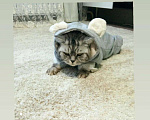 Кошки в Челябинске: Кот британец Мальчик, Бесплатно - фото 2
