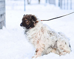 Собаки в Санкт-Петербурге: Изумительной красоты небольшая собачка Девочка, Бесплатно - фото 6