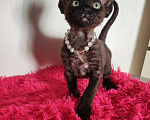 Кошки в Горячем Ключе: Котенок Девон Рекс девочка черная Девочка, 60 000 руб. - фото 1
