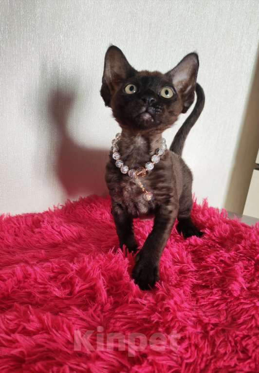 Кошки в Горячем Ключе: Котенок Девон Рекс девочка черная Девочка, 60 000 руб. - фото 1
