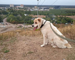 Собаки в Видном: Алабай Джек, 6 лет Мальчик, Бесплатно - фото 9