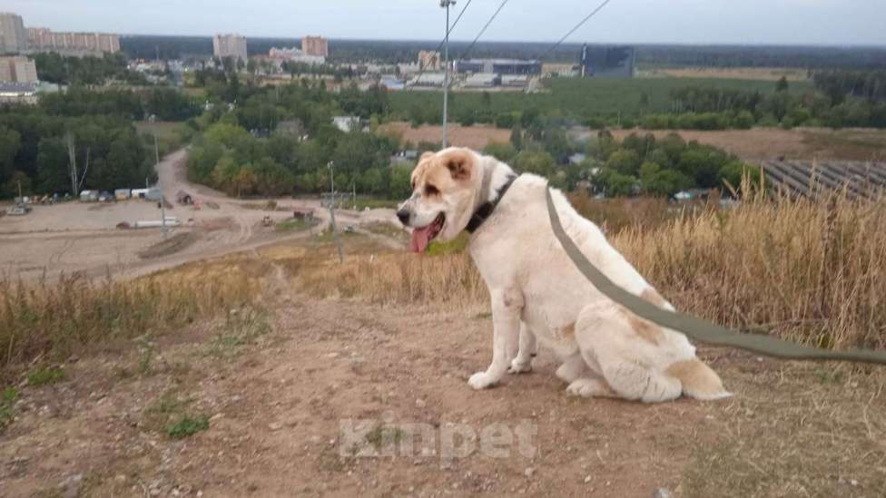 Собаки в Видном: Алабай Джек, 6 лет Мальчик, Бесплатно - фото 9