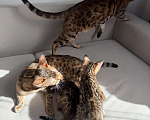 Кошки в других городах Московской области: Бенгальские котята Девочка, 16 000 руб. - фото 4
