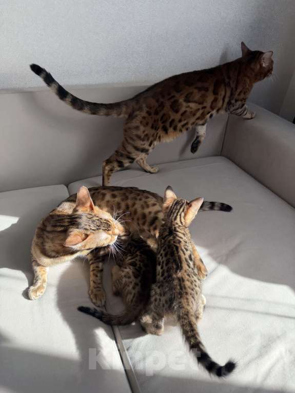 Кошки в других городах Московской области: Бенгальские котята Девочка, 16 000 руб. - фото 4