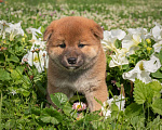 Собаки в Серпухове: Щенки Сиба-Ину Девочка, 80 000 руб. - фото 3