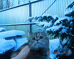 Кошки в Москве: котик и кошечка в добрые руки Мальчик, Бесплатно - фото 6