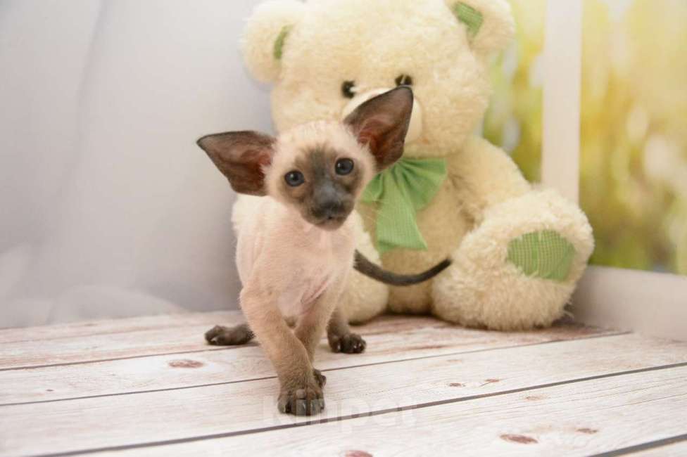 Кошки в Санкт-Петербурге: Ориентальная кошка 2.5 мес  Девочка, 70 000 руб. - фото 4