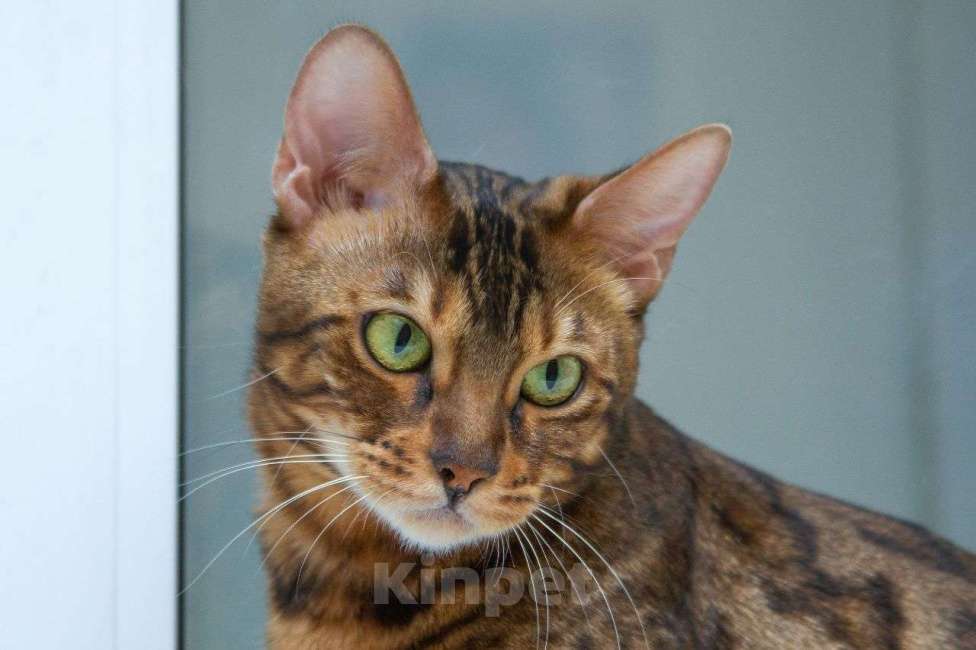 Кошки в Москве: Бенгальская кошка в добрые руки Девочка, Бесплатно - фото 2