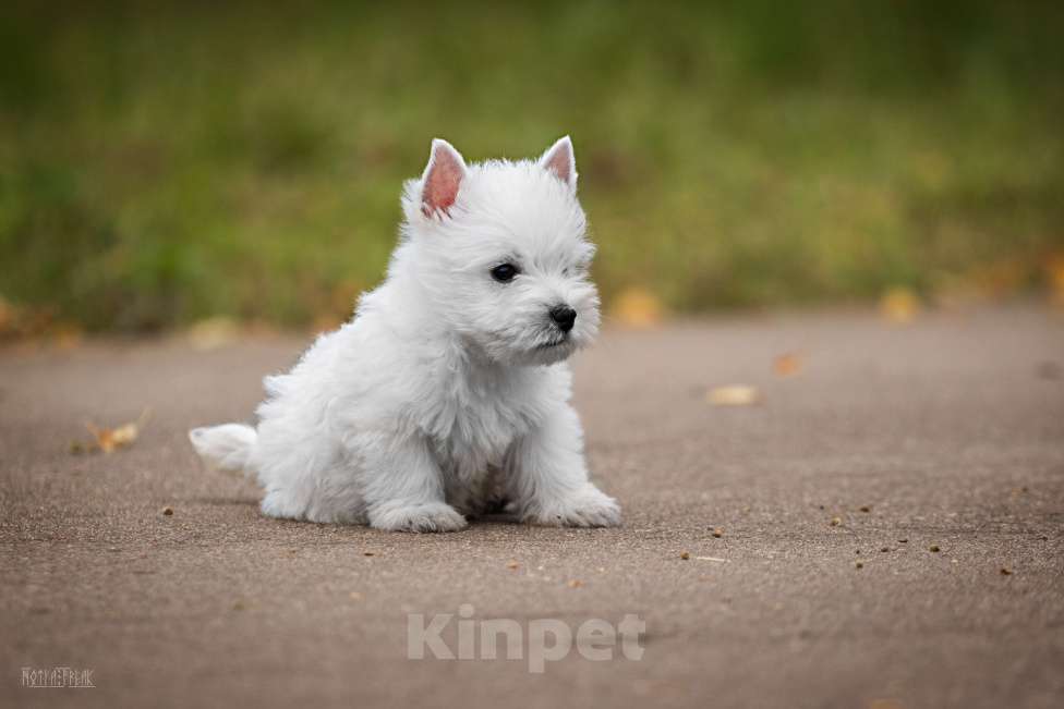 Собаки в Москве: Харизматичные  щенки вестики Мальчик, Бесплатно - фото 2