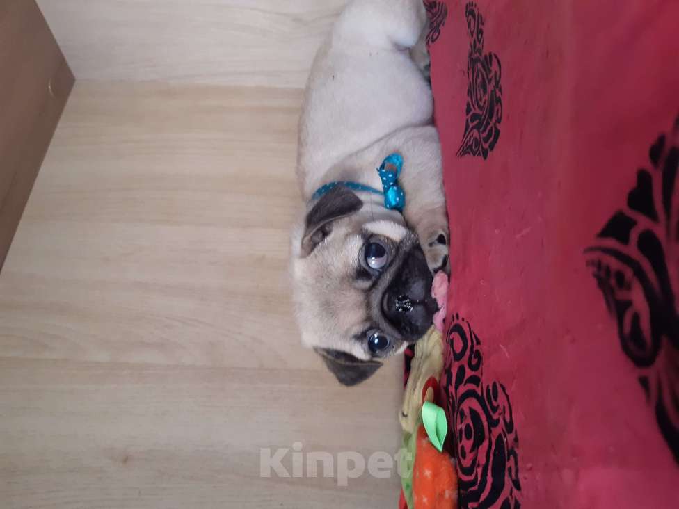 Собаки в Петропавловске-Камчатском: Мопсята Мальчик, 55 000 руб. - фото 1