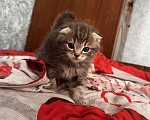 Кошки в Рязани: Шотландские котята Мальчик, 3 000 руб. - фото 1
