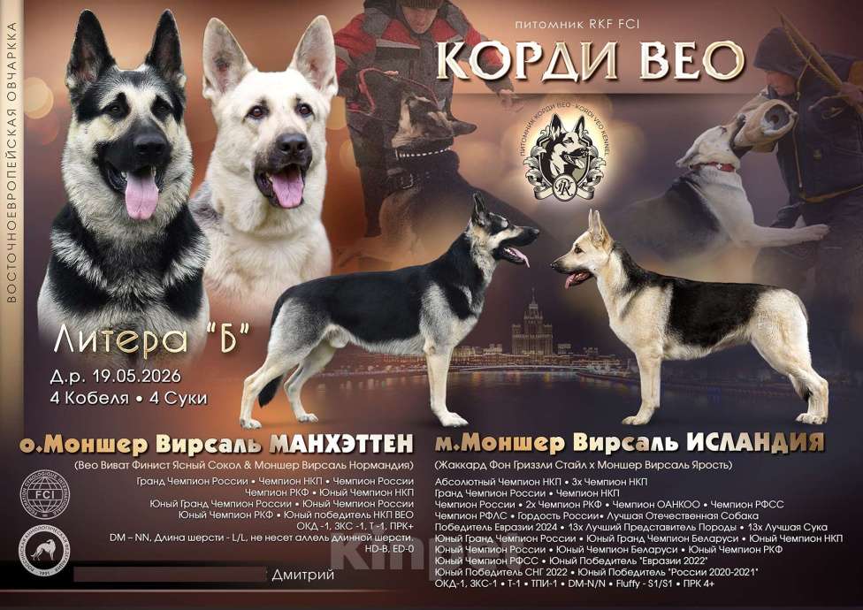 Собаки в Москве: Щенки Восточноевропейской овчарки Разнополые, 80 000 руб. - фото 1