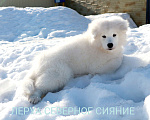 Собаки в Череповце: Щенок Самоеда/Самоедской Собаки Девочка, 70 000 руб. - фото 2