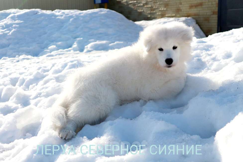 Собаки в Череповце: Щенок Самоеда/Самоедской Собаки Девочка, 70 000 руб. - фото 2