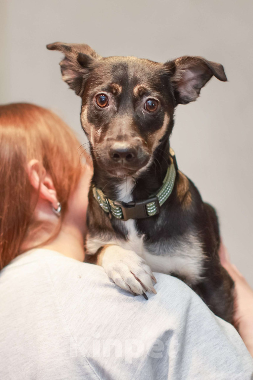Собаки в Москве: Она смотрит на этот мир с высоты своих коротких лапок, но душа у неё большая и открытая Девочка, Бесплатно - фото 2