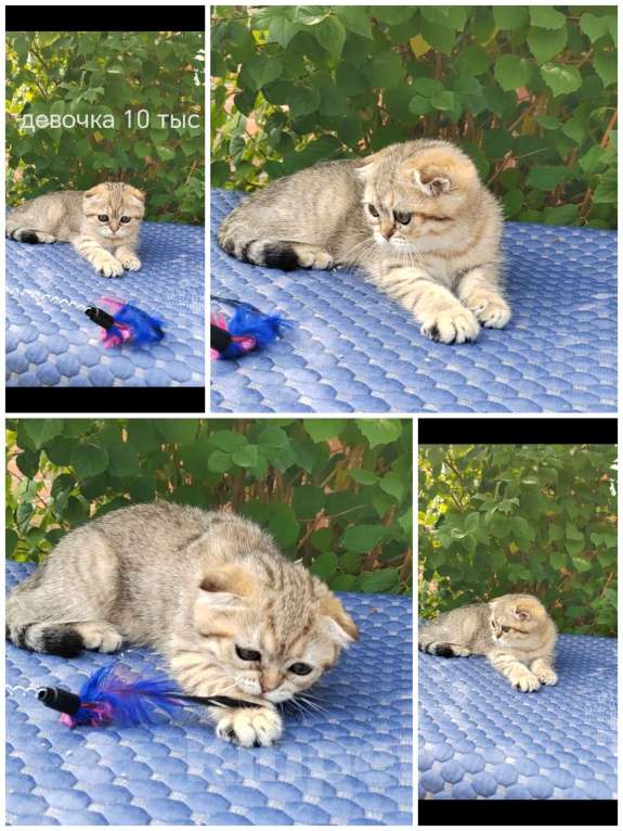 Кошки в Краснодаре: Котята Золотая шиншилла Мальчик, Бесплатно - фото 9