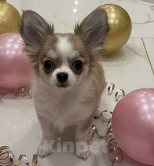 Собаки в Москве: Чихуахуа девочка Девочка, 45 000 руб. - фото 1