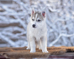 Собаки в Тольятти: Очаровательный мальчишка Мальчик, 35 000 руб. - фото 1