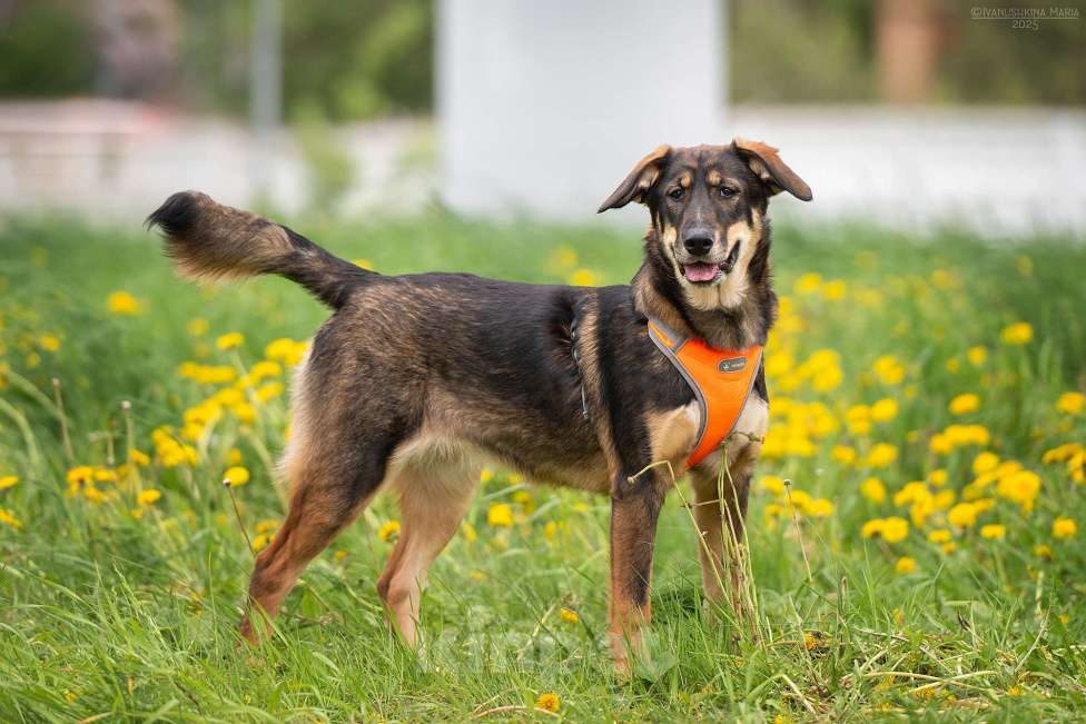 Собаки в Москве: Ариель - отмеченная на удачу Девочка, Бесплатно - фото 8