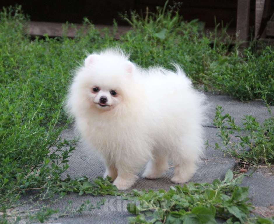 Собаки в Калуге: Белая красавица Девочка, 60 000 руб. - фото 4