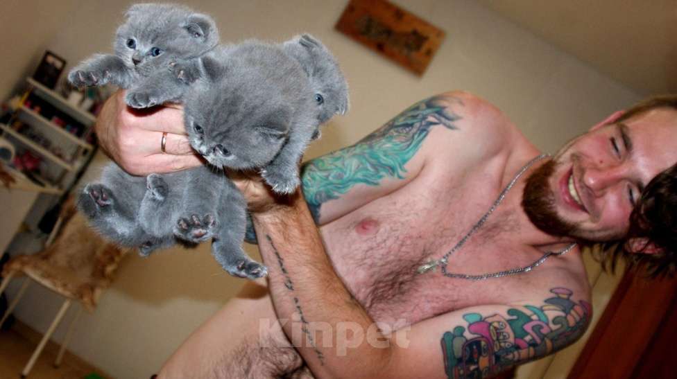 Кошки в Коломне: Полидактильные шотландцы из Канады! Мальчик, 40 000 руб. - фото 9