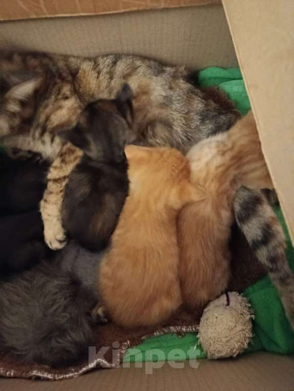 Кошки в других городах Московской области: Курильски бобтейл мальчишки Мальчик, Бесплатно - фото 5