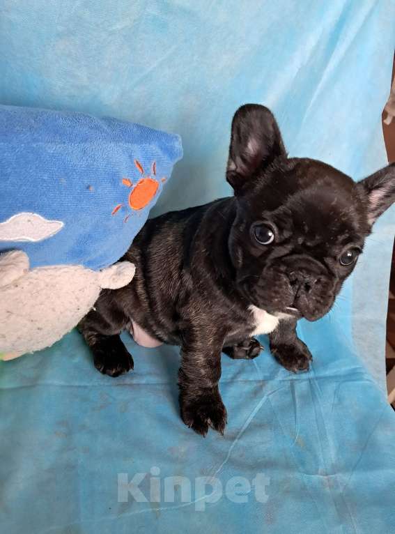 Собаки в Ижевске: Ищем хозяина. Девочка, 50 000 руб. - фото 3