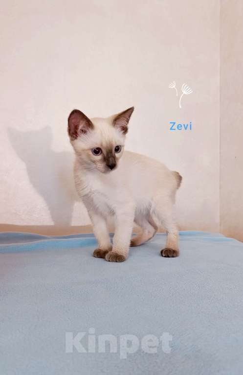 Кошки в Красногорске: Меконгский бобтейл , котята  Мальчик, 45 000 руб. - фото 4