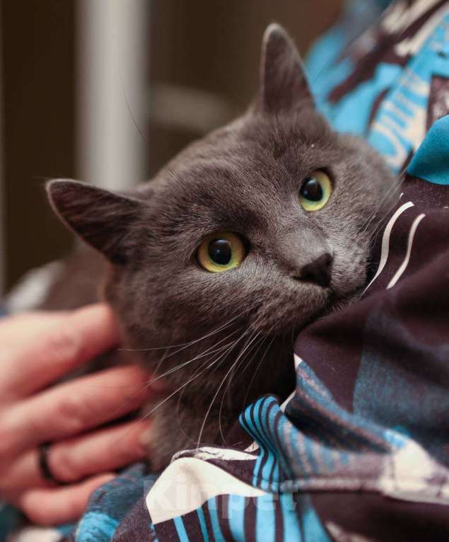 Кошки в других городах Московской области: Шеба ищет дом Девочка, 10 руб. - фото 2