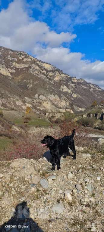 Собаки в Батайске: Щенки Лабрадора-ретривера  Девочка, 30 000 руб. - фото 3
