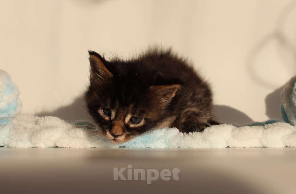 Кошки в Екатеринбурге: Котёнок мейн-кун Цезарь Мальчик, 70 000 руб. - фото 5