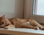 Кошки в Москве: Рыжий пушистый мраморный кот Чедер в добрые руки Мальчик, 1 руб. - фото 4