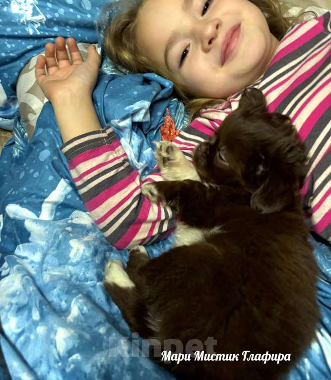 Собаки в Санкт-Петербурге: Гипер ласковая и веселая чихуахуа Глаша Девочка, 100 000 руб. - фото 6