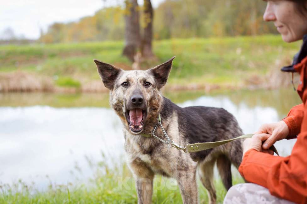 Собаки в Москве: Собака из приюта в добрые руки Мальчик, Бесплатно - фото 7