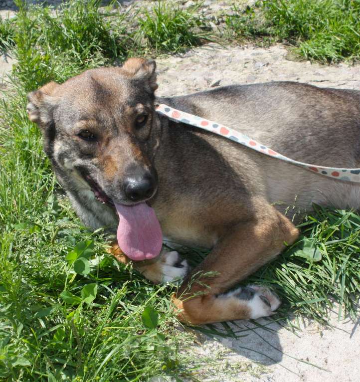 Собаки в Москве: Ласковая, добрая, жизнерадостная, умненькая собака Стеша ищет дом и семью  Девочка, Бесплатно - фото 8