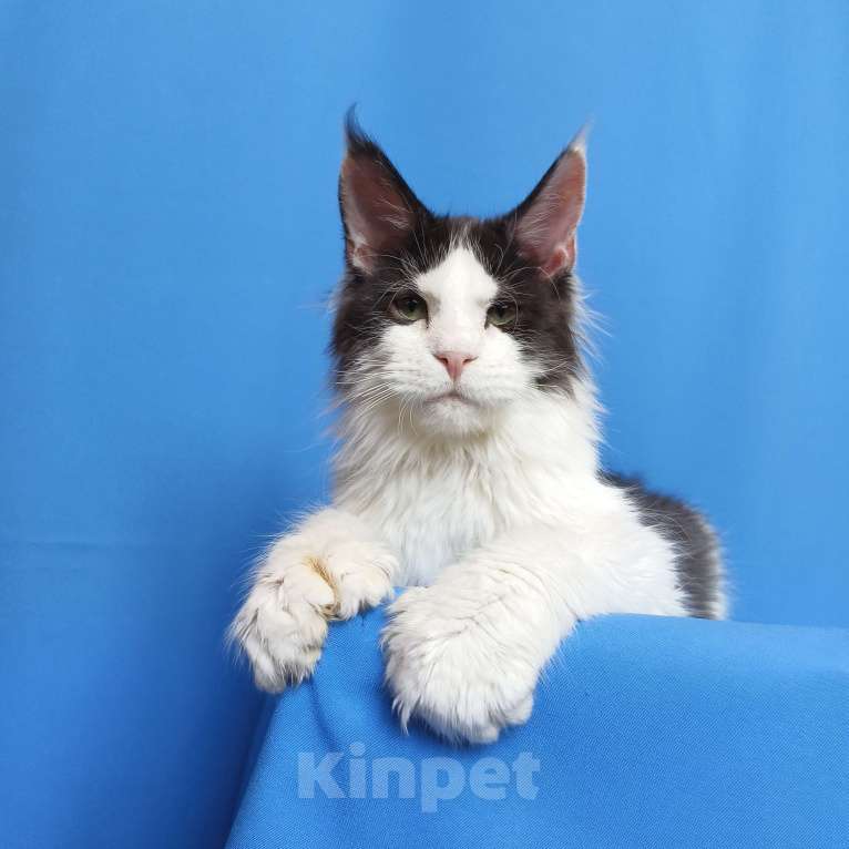 Кошки в Москве: Котёнок Мейн-Кун полидакт 6/6/6/6 Мальчик Мальчик, 70 000 руб. - фото 5