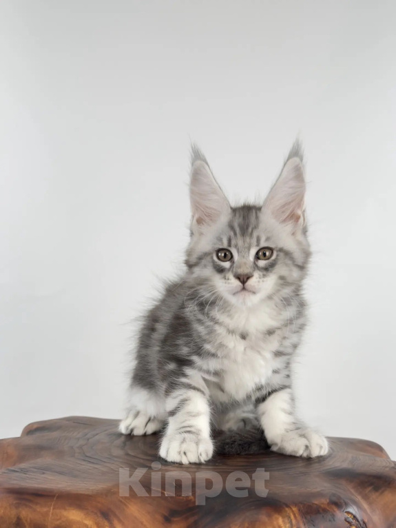Кошки в Тюмени: Котята мейн-кун Мальчик, 60 000 руб. - фото 2