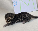 Кошки в Ростове-на-Дону: Бенгальский леопард Мальчик, 60 000 руб. - фото 6