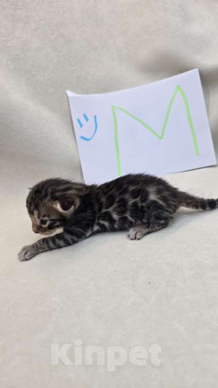 Кошки в Ростове-на-Дону: Бенгальский леопард Мальчик, 60 000 руб. - фото 6