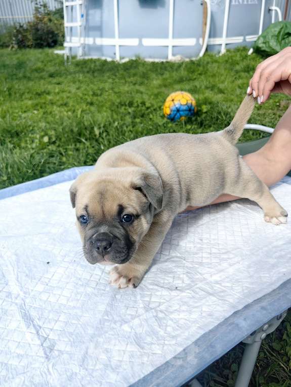 Собаки в Александрове: Малыш американский булли Мальчик, 120 000 руб. - фото 8