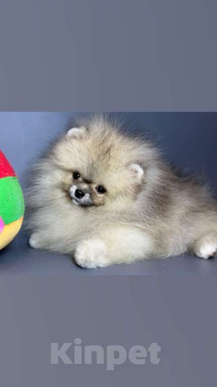 Собаки в Мур: Шпицуля Девочка, 55 000 руб. - фото 1