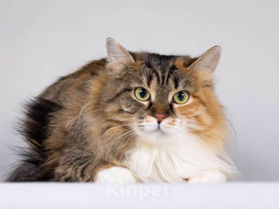 Кошки в Москве: Сибирячка Сандра в добрые руки Девочка, 1 руб. - фото 3