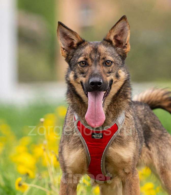 Собаки в Москве: Тесса Девочка, Бесплатно - фото 5